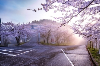 春だって楽しい茨城県の笠間山　桜やつつじで目の保養