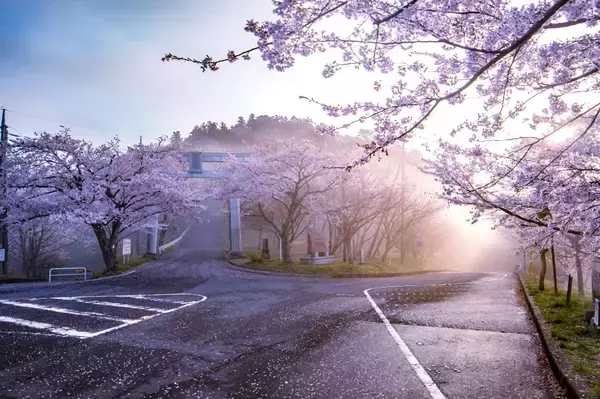 春だって楽しい茨城県の笠間山　桜やつつじで目の保養