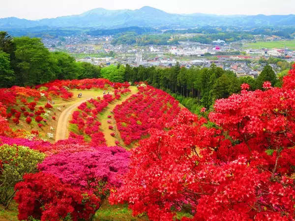 「春だって楽しい茨城県の笠間山　桜やつつじで目の保養」の画像