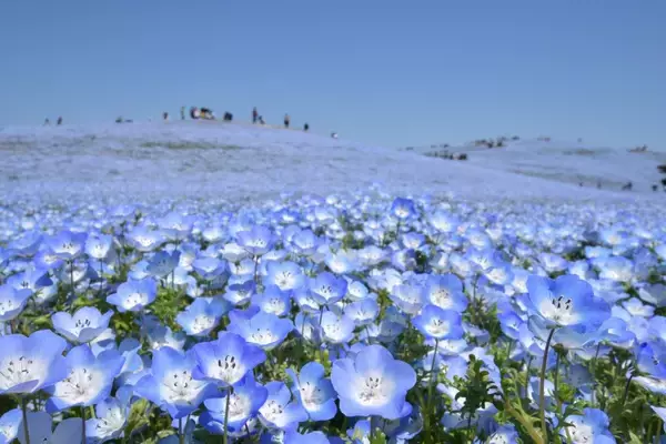 ネモフィラの風景をモチーフに　茨城のブルーが重なり合う