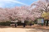 「千葉県野田市の清水公園で「さくらまつり」　2000本の桜、日没からアスレチック内の桜をライトアップも」の画像1