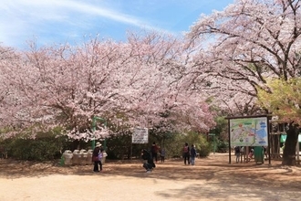千葉県野田市の清水公園で「さくらまつり」　2000本の桜、日没からアスレチック内の桜をライトアップも