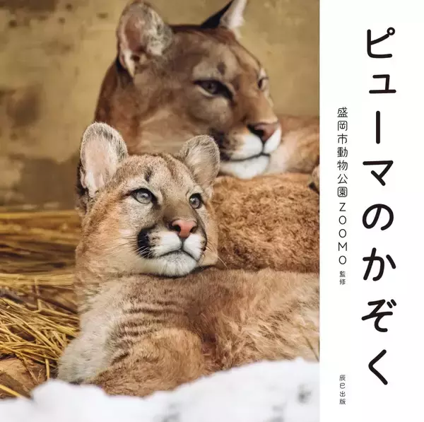 「瀕死だった赤ちゃんピューマが元気な美ピューマに成長　三つ子ピューマの成長の軌跡を収めたフォトブック『ピューマのかぞく』が発売」の画像