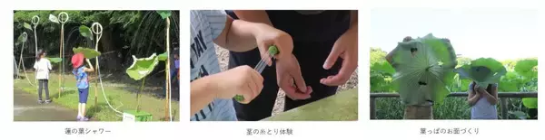「ハスに誘われ呼吸が整う朝　横浜・三溪園の早朝観蓮会　」の画像