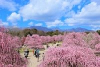 200本の梅の名木を見上げる　三重・鈴鹿の森庭園が一般公開、夜間ライトアップも