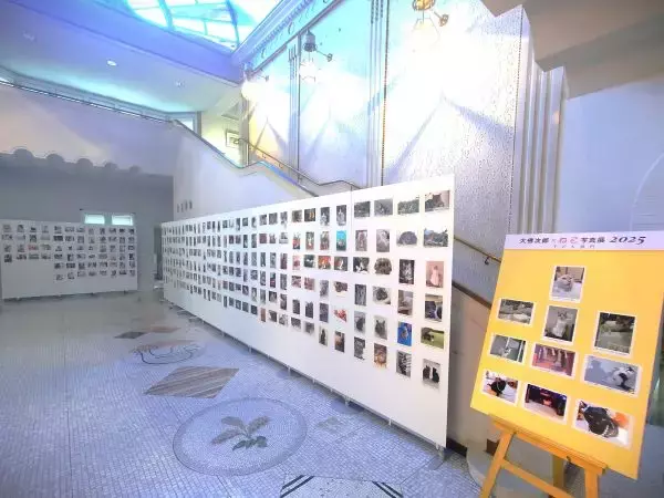 横浜市の大佛次郎記念館でネコがいっぱいの写真展　お気に入りの一枚に投票も