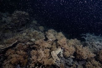 サンゴの大規模産卵に海洋生物が呼応　オーストラリア沖のサンゴ礁群・グレートバリアリーフでピンク色の雪景色