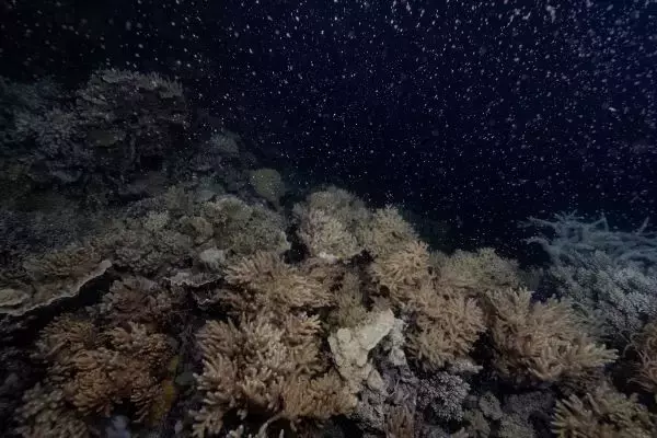 サンゴの大規模産卵に海洋生物が呼応　オーストラリア沖のサンゴ礁群・グレートバリアリーフでピンク色の雪景色