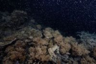 サンゴの大規模産卵に海洋生物が呼応　オーストラリア沖のサンゴ礁群・グレートバリアリーフでピンク色の雪景色