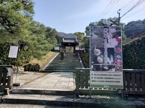 椿が咲き誇る庭園や書院を特別公開　通常非公開の尼門跡寺院「霊鑑寺」で