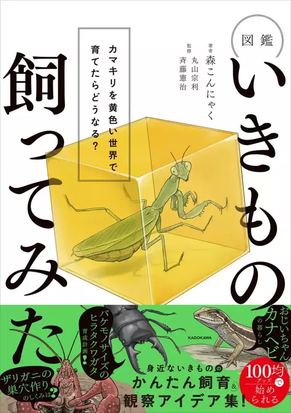カマキリを黄色い世界で育てたら　いきもの観察の世界
