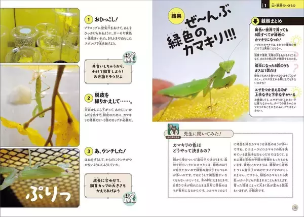 「カマキリを黄色い世界で育てたら　いきもの観察の世界」の画像