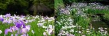 「小石川後楽園」と「清澄庭園」で園結び 5月下旬から6月上旬に花菖蒲イベントを開催