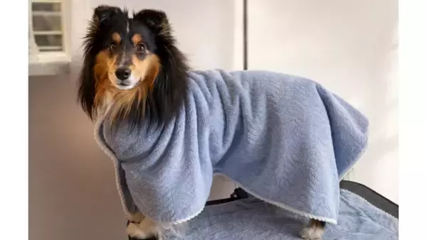 「愛犬のシャンプー、手軽に時短でケアしたい」日繊商工、犬用の吸水タオル「モフ モココ」を発売