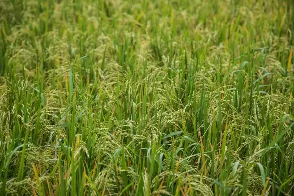 “食料途絶にどう備えるか”を考える　少数株ドットコムがオンラインで読書会開催