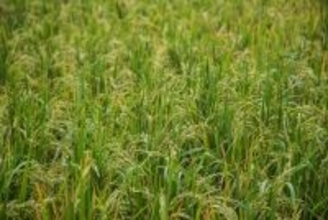 “食料途絶にどう備えるか”を考える　少数株ドットコムがオンラインで読書会開催