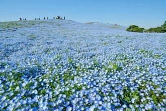国営ひたち海浜公園のネモフィラが7分咲きに　植栽25周年、4月下旬まで見頃