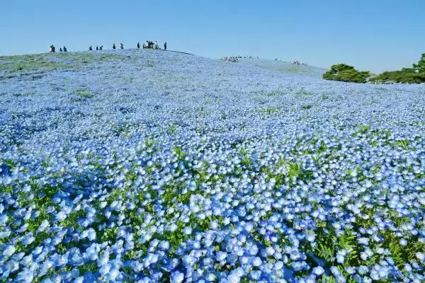 国営ひたち海浜公園のネモフィラが7分咲きに　植栽25周年、4月下旬まで見頃