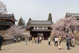 「城跡の公園に約1000本の桜が咲き誇る　「第23回上田城千本桜まつり」を開催」の画像1