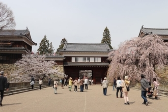 城跡の公園に約1000本の桜が咲き誇る　「第23回上田城千本桜まつり」を開催