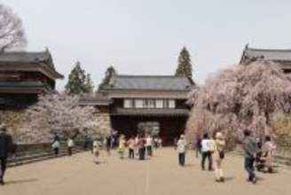 城跡の公園に約1000本の桜が咲き誇る　「第23回上田城千本桜まつり」を開催