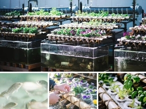 “魚が野菜を育てる”　神奈川県庁の屋上に新しい共生の風景が誕生