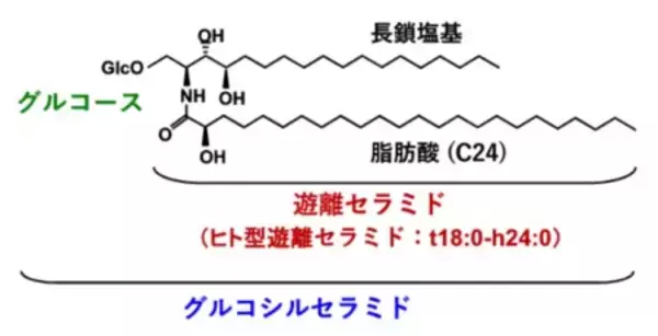 発酵したカカオ豆の種皮が高濃度のセラミドを含有　帝京大と明治の共同研究で発見、有効活用に期待