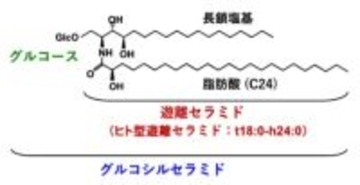 発酵したカカオ豆の種皮が高濃度のセラミドを含有　帝京大と明治の共同研究で発見、有効活用に期待