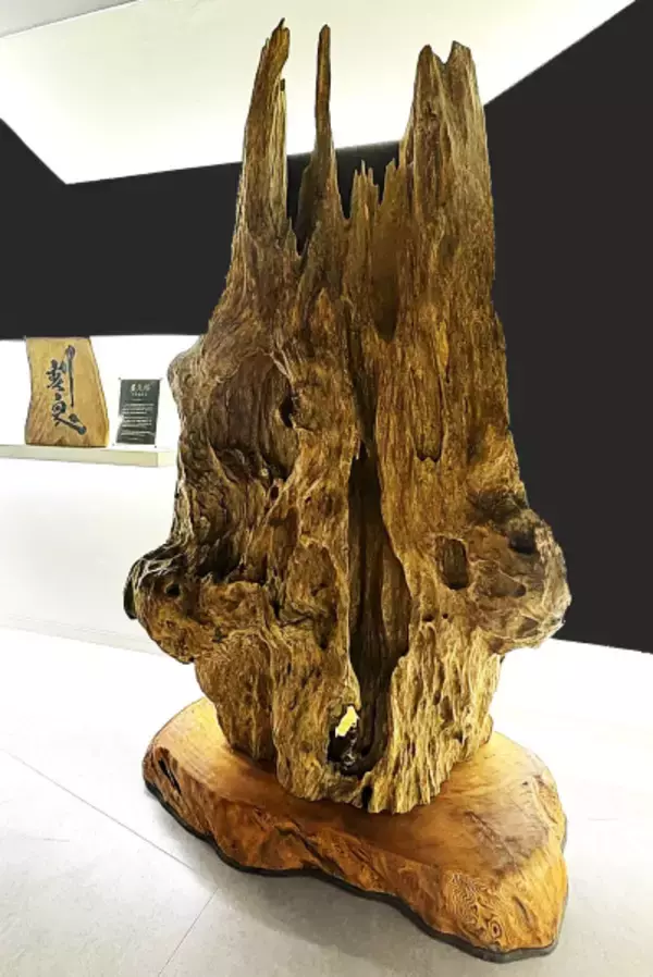 龍の頭のような屋久杉オブジェは、樹齢なんと1300年 銀座の 