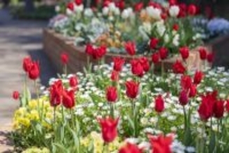 1万本のチューリップを見にいこう　東京・練馬でハッピーイースター