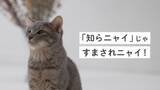 「「知らニャいじゃ済まされニャい」　関東の九都県市首脳会議廃棄物問題検討委員会がプラスチックごみの分別を啓発」の画像2
