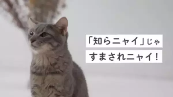 「「知らニャいじゃ済まされニャい」　関東の九都県市首脳会議廃棄物問題検討委員会がプラスチックごみの分別を啓発」の画像