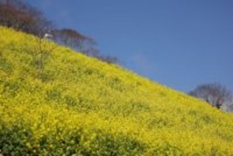 350万本の菜の花が見頃　千葉県・マザー牧場に春到来