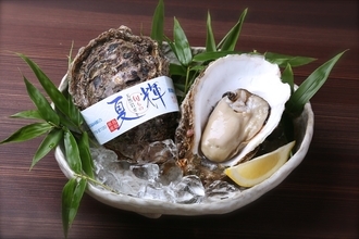 鳥取県産天然イワガキ今季初出荷　素潜りで取った絶品の「夏輝」
