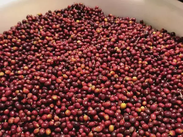 「まるでワイン！　コーヒーを“醸す”という新しい発想から生まれた「醸造珈琲」」の画像