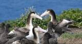 「アホウドリ再発見から75年　東京で海鳥の危機と保全について考える各種イベントを開催」の画像1