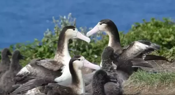 アホウドリ再発見から75年　東京で海鳥の危機と保全について考える各種イベントを開催