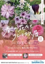 サンシャインシティで「春の花々とクレマチス展」　世界初公開新品種も一般販売　