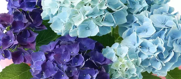 「母の日ギフトに“紫陽花”が急浮上？　カーネーション一強時代に変化の兆しか」の画像