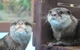 「5月27日は「世界カワウソの日」　三重県の「ゼロ距離水族館 伊勢シーパラダイス」で特別イベント」の画像1