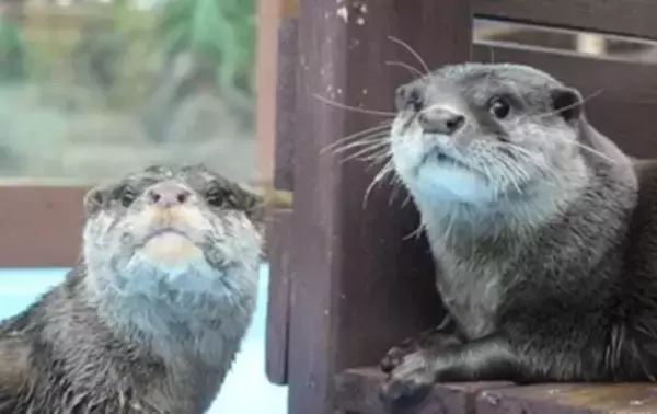 5月27日は「世界カワウソの日」　三重県の「ゼロ距離水族館 伊勢シーパラダイス」で特別イベント