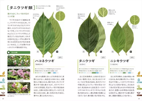 「葉の写真で樹木を検索　五感で楽しむ樹木図鑑」の画像