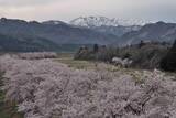「雪深い冬を越え、春の訪れを告げる　新潟の河川敷千本桜で季節を回す」の画像2