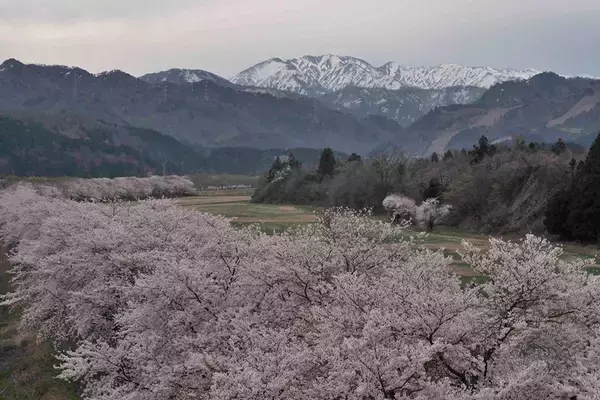 「雪深い冬を越え、春の訪れを告げる　新潟の河川敷千本桜で季節を回す」の画像