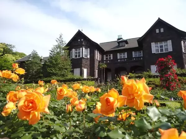 華やかに咲き誇るバラと重厚な洋館を鑑賞　旧古河庭園で「2026春のバラフェスティバル」