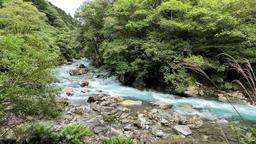 【高知の川】清流という奇跡を守り抜く、天然アユが問いかける川と人の未来
