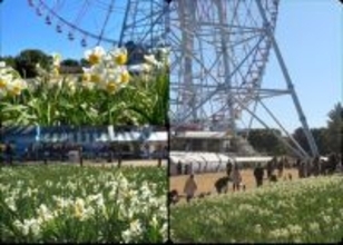 東京・葛西臨海公園で「水仙まつり」　5万7000球のスイセンが集結