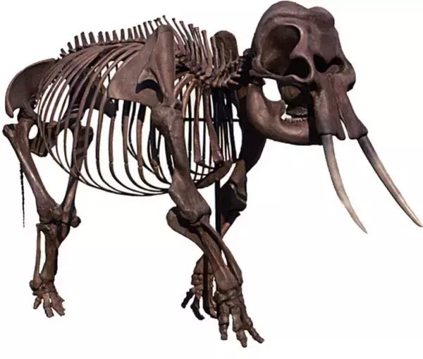 堆積物から生息当時の環境を復元　再発見されたナウマンゾウ化石