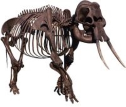 堆積物から生息当時の環境を復元　再発見されたナウマンゾウ化石