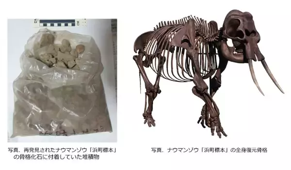 「堆積物から生息当時の環境を復元　再発見されたナウマンゾウ化石」の画像